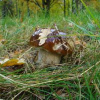 Прохлада и дождь начала октября дали стимул для роста чистых грибов. :: Лия ☼