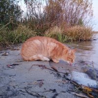 Кот на рыбалке! :: Оксана Романова