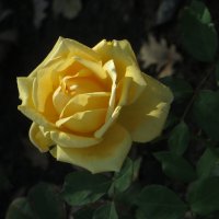 Солнечная роза. :: Nata 
