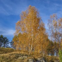 Желтая береза на горе :: Алексей Сметкин