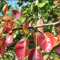 Листья груши и абрикоса в октябре :: Нина Корешкова