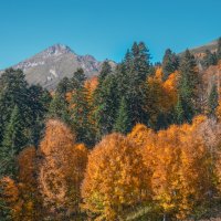 Осень в горах Кавказа :: Ольга Соколова