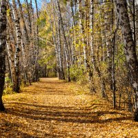 Осенний лес :: Наталья Жукова