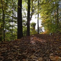осень и дорога в лесу :: Heinz Thorns
