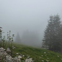 туман,туман...густая пелена... :: Olga 