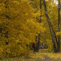 золото осени :: Петр Беляков