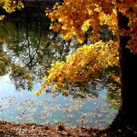 Ярких дней кружева отцветают красивой листвою... :: Лидия Бараблина