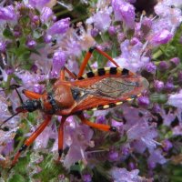 Клоп.Хищнец кольчатый (Rhinocoris annulatus) :: vodonos241 