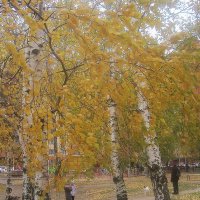 В золотую осень :: Елена Семигина