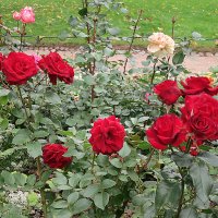 Розы в Михайловском саду. :: Валентина Жукова