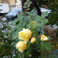 Петербургские розы в октябре месяце. :: Светлана Калмыкова