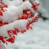 Первый снег. :: Виктор Шпаков