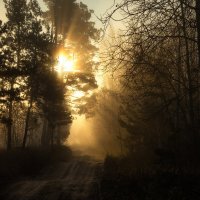 утро в лесу... :: Сергей Метальников