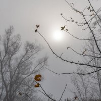 Капли дождя на желтом листе и далекое солнце в тумане :: Сергей 