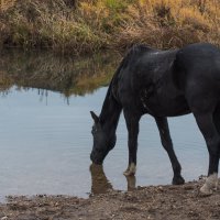 На водопое. :: Виктор Евстратов