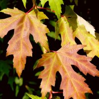 Резные листья клена в октябре :: Лидия Бараблина