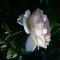 Белая роза :: Наталья Цыганова 