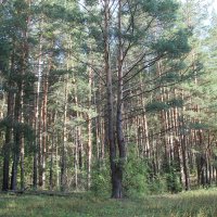 В лесопарке :: Олег Афанасьевич Сергеев