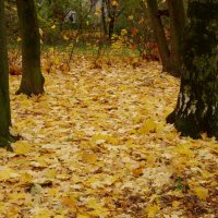 Листья падают... :: Юрий Куликов