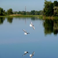 Утро с чайками на реке :: Лидия Бараблина