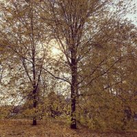 Осень, лес остыл и листья сбросил ... :: Лариса Корженевская