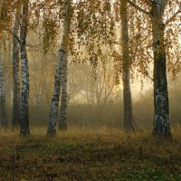 Осень. Туман в роще. :: Сергей 