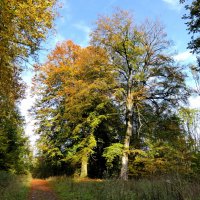 старые деревья и осень :: Heinz Thorns