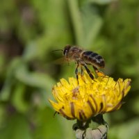 Над цветком пчела жжужит... :: Наталья Димова