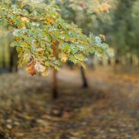 Осенний парк :: Владимир Самсонов