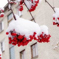 Рябина в снегу :: Иван Семин
