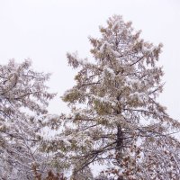 Лиственница в снегу :: Иван Семин