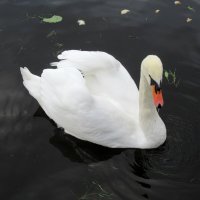 Лебедь на Лебедином пруду :: Елена Павлова (Смолова)