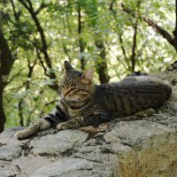 Монастырский кот :: Наталья Покацкая