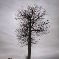 Дерево :: Павел Котов