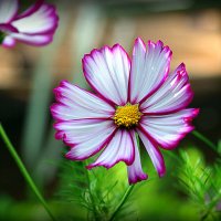 красота одного цветка :: Олег Лукьянов