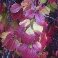 Осенние листья :: Елена Семигина