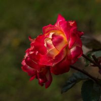Пламя розы :: gribushko грибушко Николай