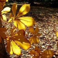 Золото каштановых листьев :: Лидия Бараблина