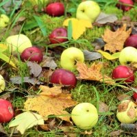 Яблочки в октябре.Украшение сада. :: Ольга Митрофанова