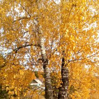 Домик в золоте Осени... :: Дмитрий Петренко