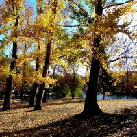Золотая осень в парке :: Лидия Бараблина