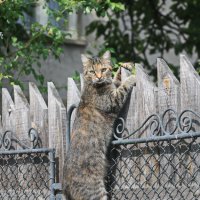 Кошка на заборе. :: Ирина Нафаня