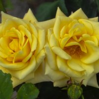 Жёлтые розы ... :: Светлана Мельник