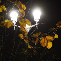 Ночь, улица, фонарь и куст :: Станислав Соколов