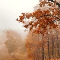Туманная осень... :: serg_ grit