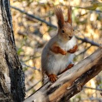 Белка Бе́лка обыкнове́нная, или ве́кша[1][2] (лат. Sciurus vulgaris, «белка обыкновенная») — грызун :: vodonos241 