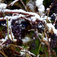 Виноград под снегом :: Ольга 