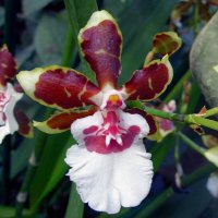 Красавица орхидея :: Ольга Довженко