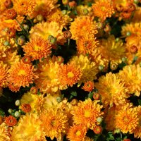 Осень дарит нам ковры из цветов - из хризантем... :: Тамара Бедай 