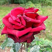 Прекрасная роза(Цветочное настроение 4) :: Валентина Жукова